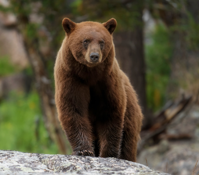 Roars, Snores & Salmon: Fun Facts About the Brown Bear - Anamalz