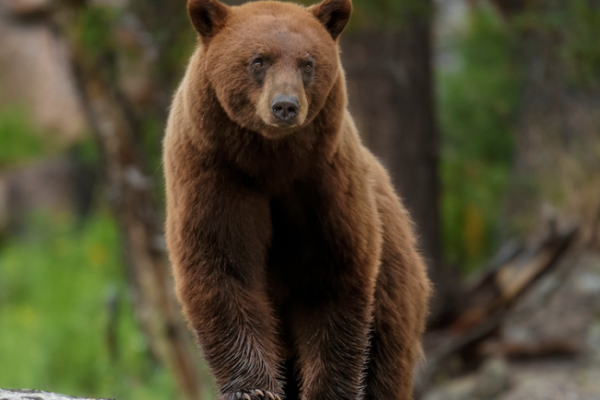 Bear Brown - Professional Portrait