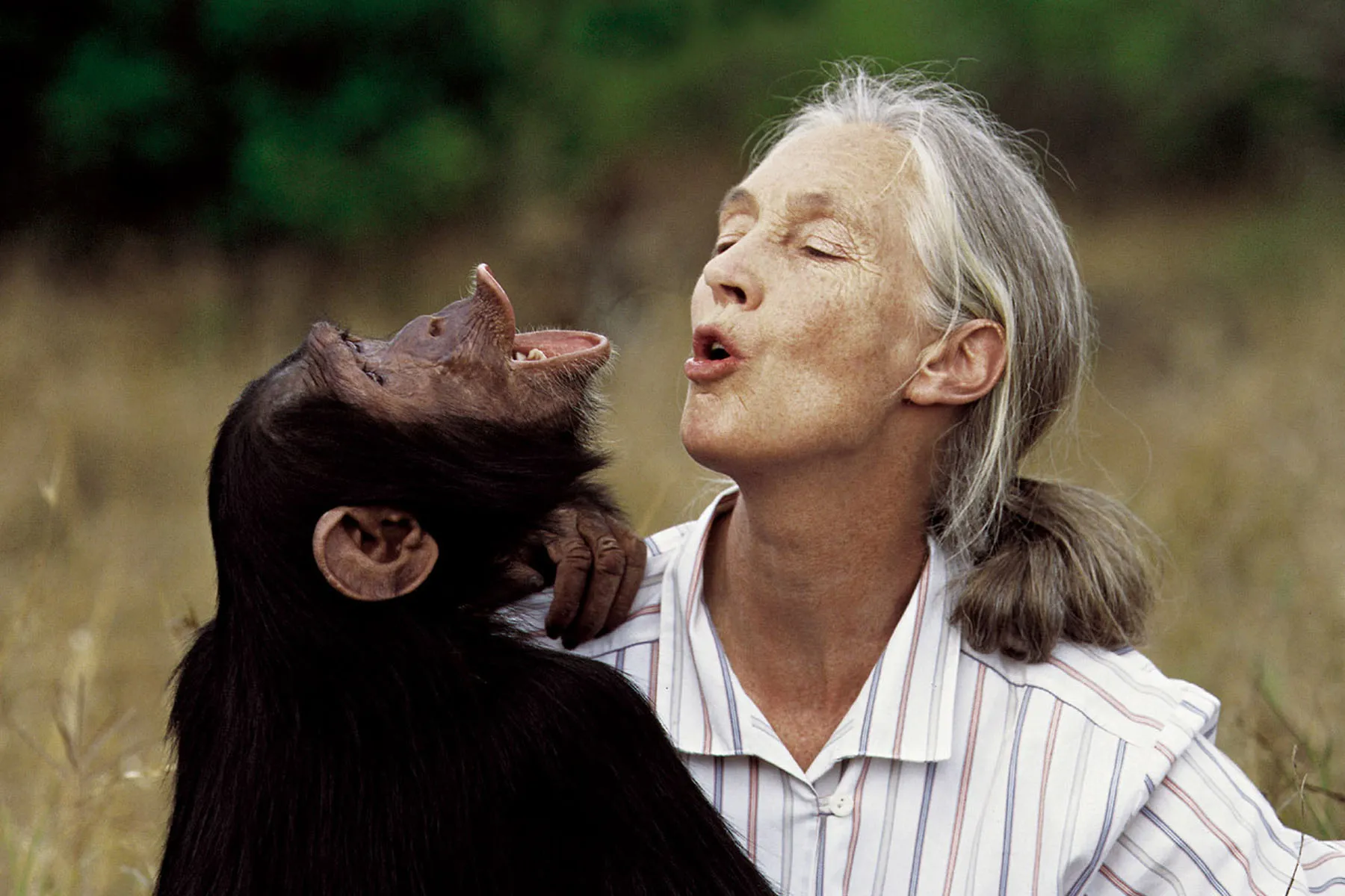 Jane Goodall - Professional Portrait